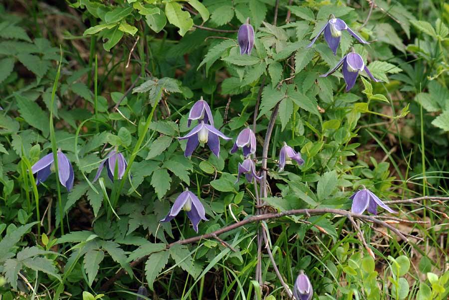 Clematis alpina / Clematide alpina